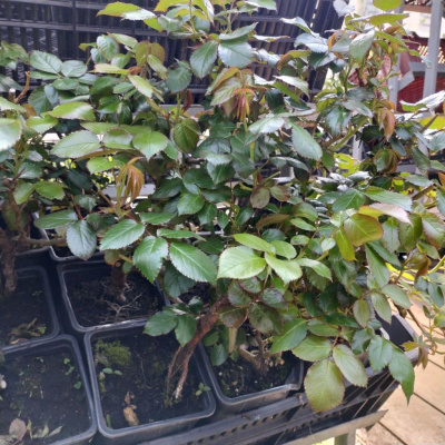 Розы флорибунда в ассортименте