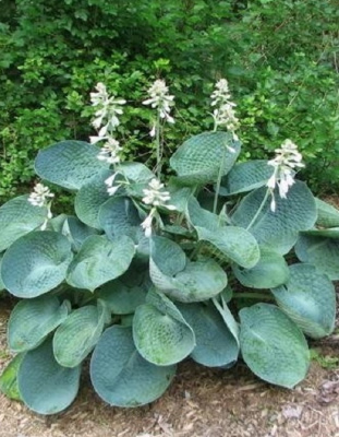 Хоста Абиква Дринкин Гурд