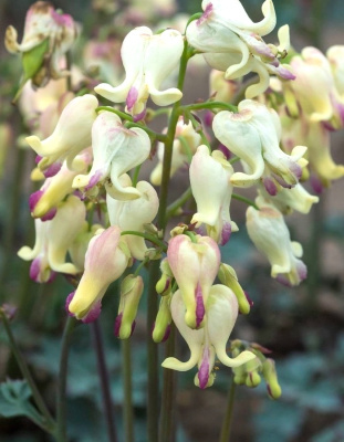 Дицентра Лав Хартс