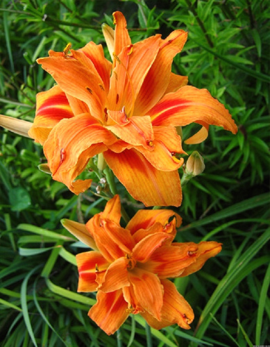 Лилейник Априкот Бьюти