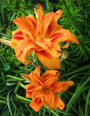 Лилейник Априкот Бьюти