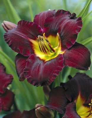 Лилейник Блэк Принц