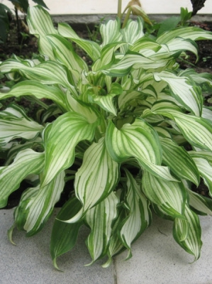 Хоста Киви Сперминт