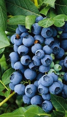 Голубика низкорослая Норт Кантри