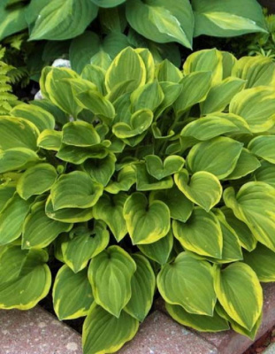 Хоста Голден Тиара