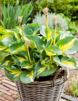 Хоста Бич Бой