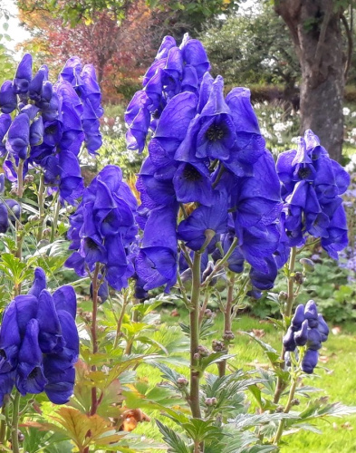 Аконит Кархихеля Арендси ASF 1 шт Р9