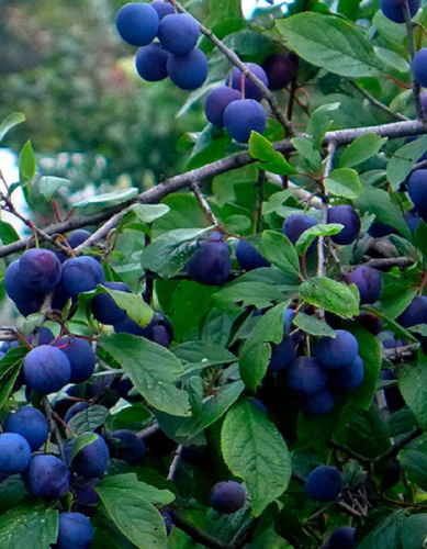 Тернослива Тагил