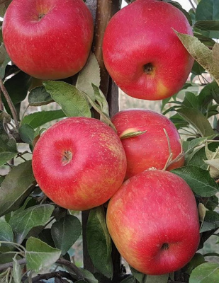 Яблоня Хоней Крисп (3 года) 1 шт