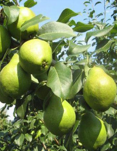 Груша Гвидон (3 года) 1 шт