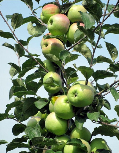 Яблоня Синап Орловский (3 года) 1 шт