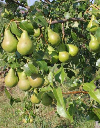 Груша Видная с3-с5 1 шт