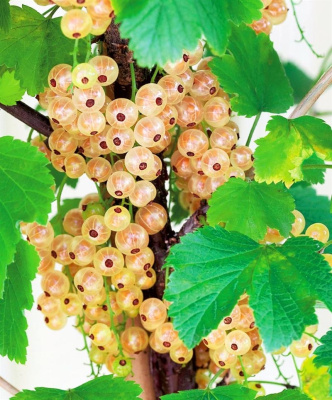 Смородина белая Смольяниновская с5 1 шт