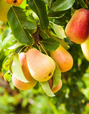 Груша Велеса с3-с5 1 шт