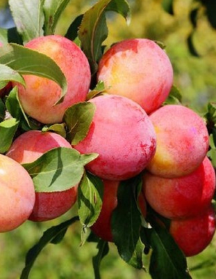 Слива Орловская мечта (3 года) 1 шт