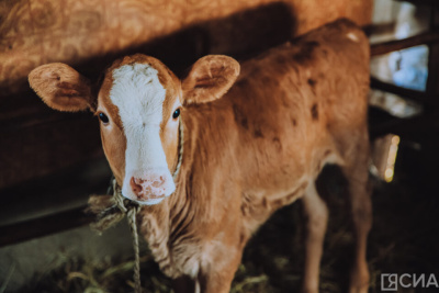 В Якутии после передачи полномочий муниципалитетам улучшились показатели в сельском хозяйстве / ЯСИА   