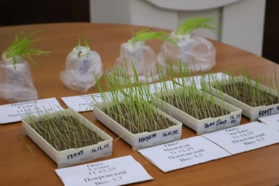 В Якутии планируют увеличить заготовку сочных кормов / ЯСИА   