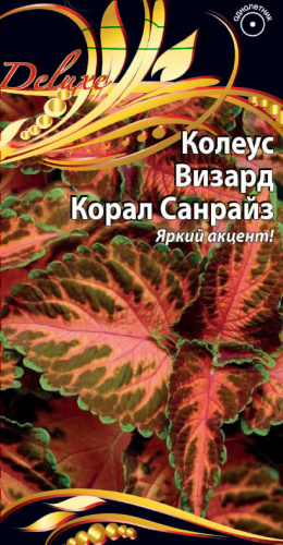 Колеус Визард Корал Санрайз 5 шт