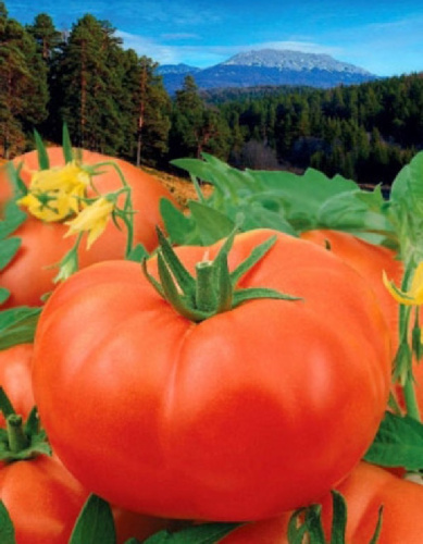 Томат Гордость Урала 0,05 гр цв.п