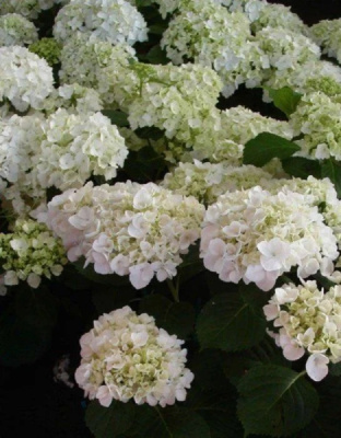 Гортензия крупнолистная Мадам Эмили Мулье ASF 1 шт Р9