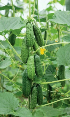 Огурец Филипповна F1 0,25 гр цв.п.