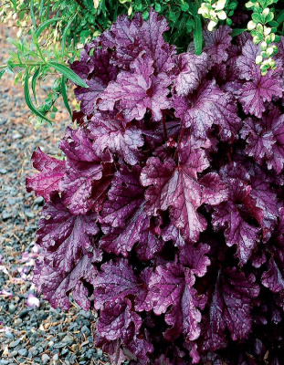 Гейхера Форевер Пепл ASF 1 шт Р9