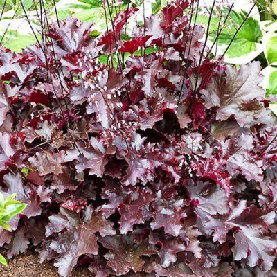 Гейхера Блэк Бьюти ASF 1 шт Р9