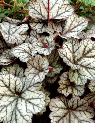 Гейхера Глиттер ASF 1 шт Р9