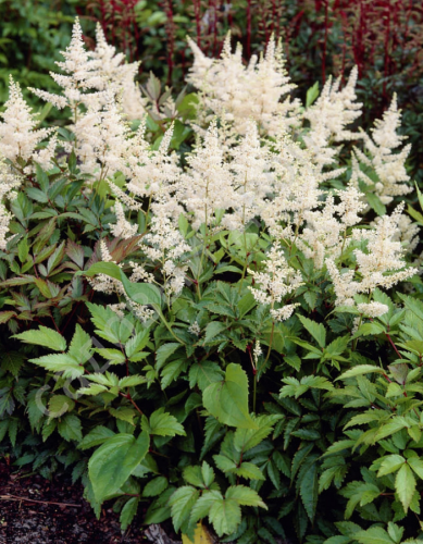 Астильба Глэдстоун ASF