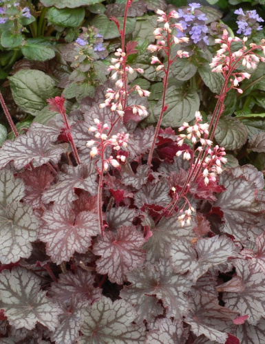 Гейхера Регина ASF 1 шт Р9