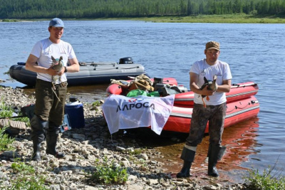 АЛРОСА поможет якутским и китайским ученым защитить популяцию краснокнижной птицы / ЯСИА   Республика Саха (Якутия)