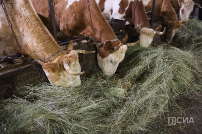 Минсельхоз Якутии: зимовка скота и лошадей проходит стабильно / ЯСИА   