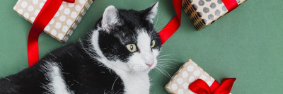 Россияне стали чаще баловать своих питомцев