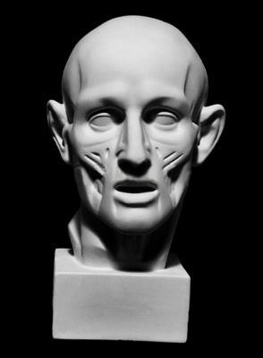 Гипс Экорше головы по Гудону