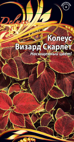 Колеус Визард Скарлет 5 шт