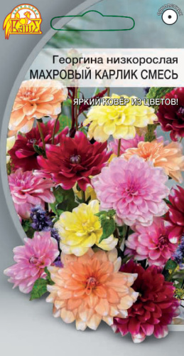 Георгина низкорослая Махровый карлик смесь 0,1 гр