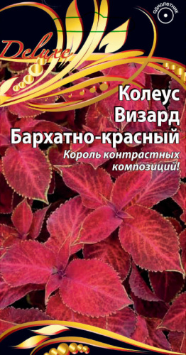 Колеус Визард бархатно-красный 5 шт