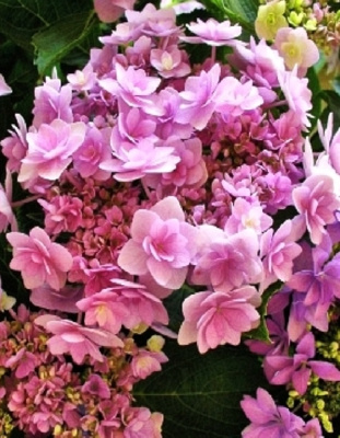 Гортензия крупнолистная Ю энд Ми Романс ASF 1 шт Р9