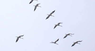 «Полет стерха» в Якутии поможет изучить пути миграции краснокнижных белых журавлей / ЯСИА   Республика Саха (Якутия)