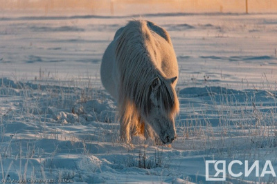 Карантины по эмкару и сальмонеллезному аборту кобыл отменили в Нюрбинском районе / ЯСИА   
