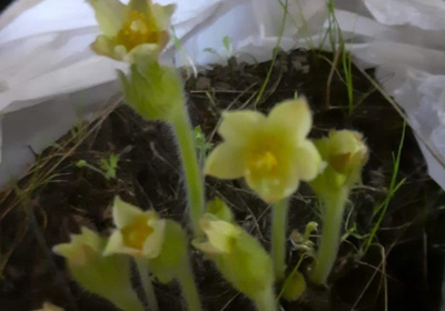 Фотофакт: в доме жителя Усть-Алданского района в декабре зацвели подснежники / Нарыйа Пахомова   