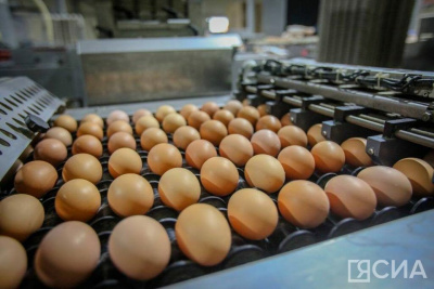 Правительство РФ утвердило постановление о беспошлинном ввозе куриных яиц / ЯСИА   