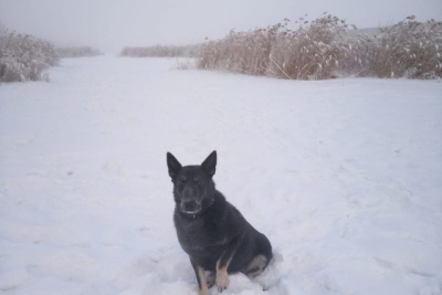 В Якутске полицейская собака помогла задержать подозреваемого в поножовщине / ЯСИА Якутск Якутск Республика Саха (Якутия)