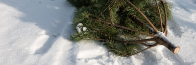 Как утилизировать елку после Нового года: живую и искусственную