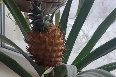 В Якутске агроном-любитель выращивает на подоконнике ананасы / Мария Горохова Якутск Якутск Республика Саха (Якутия)