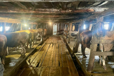 «Заковывали наручниками к стойлу»: в Якутии завершено расследование дела о рабском труде / ЯСИА   Республика Саха (Якутия)