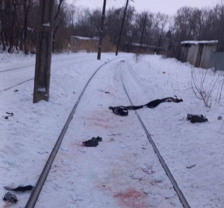 Стая бездомных собак загрызла мужчину в Хабаровске / ЯСИА   