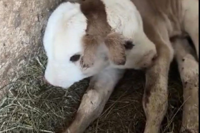 В КФХ «Сиибиктэ» Нюрбинского района опровергли сообщение о рождении двухголового телёнка / Мария Горохова  Нюрбинский Республика Саха (Якутия)