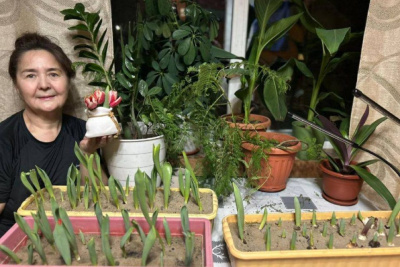 Фотофакт: в доме жительницы Горного района в январе зацвели тюльпаны / Мария Горохова   