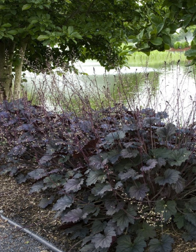 Гейхера Фростед Вайолет ASF 1 шт Р9